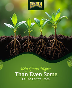 FoxFarm Bush Doctor Kelp Me Kelp You drip-irrigation-ready system for versatile garden setups.