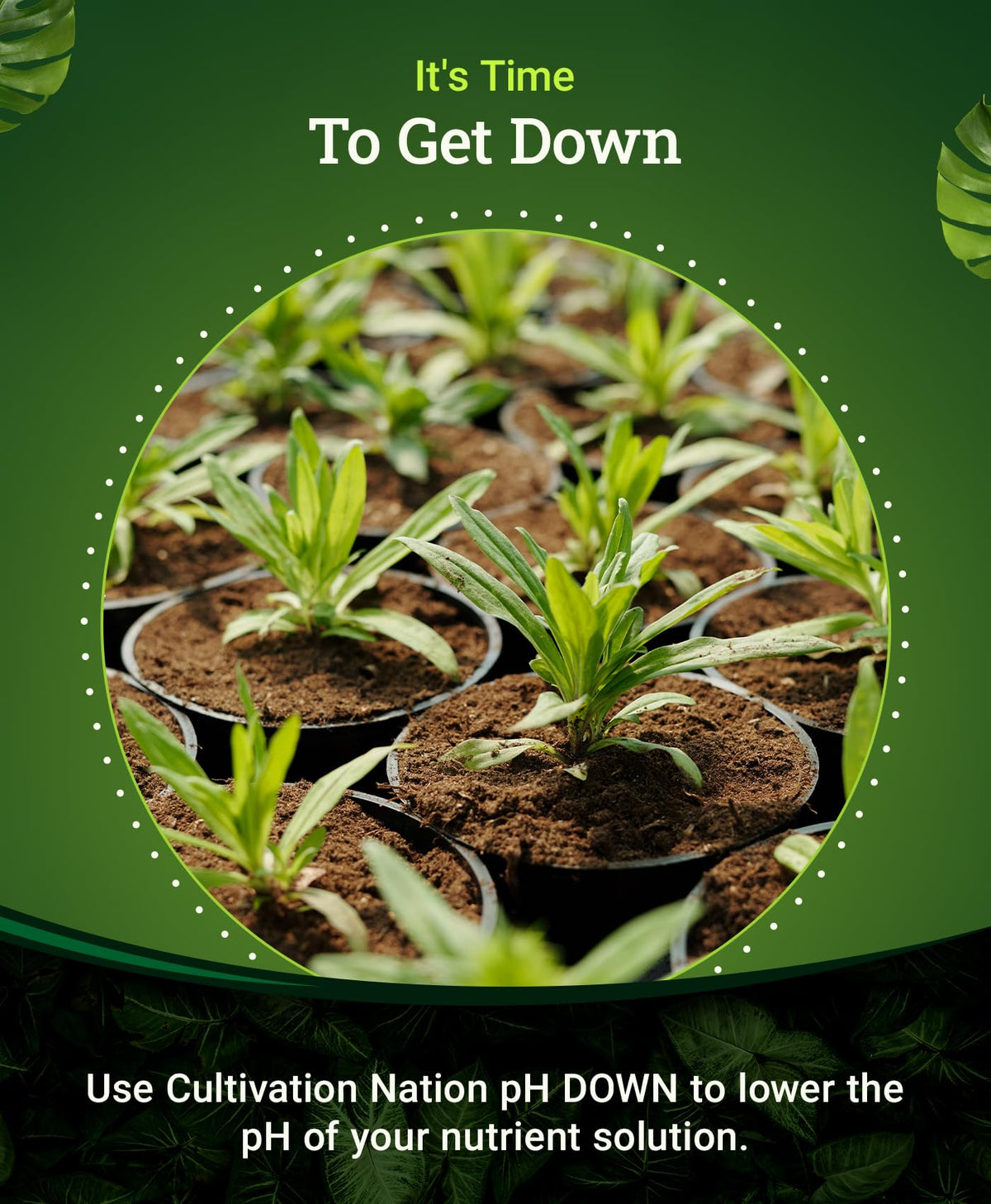FoxFarm Cultivation Nation pH Down measuring cup for safe dosing.