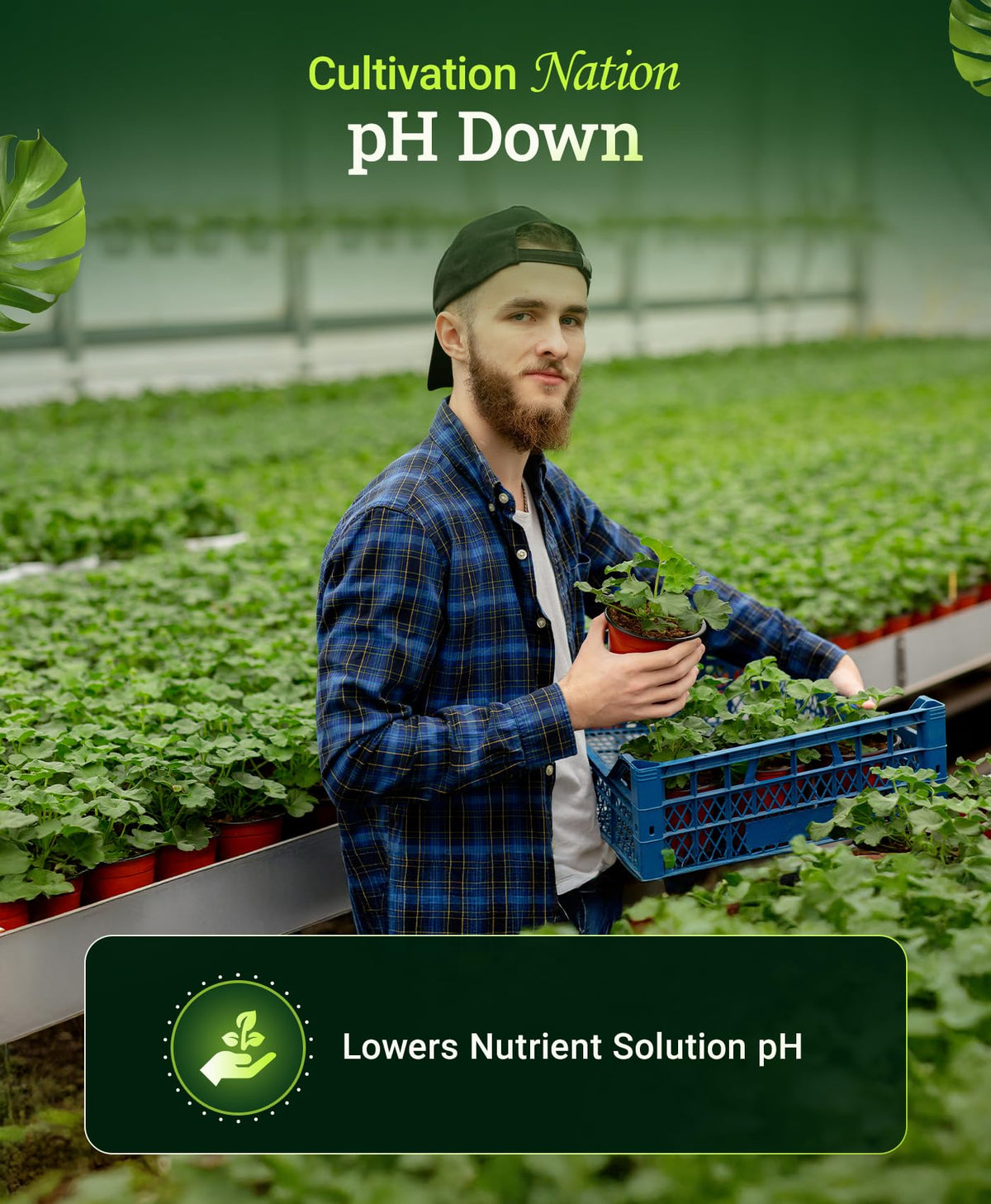 FoxFarm Cultivation Nation pH Down drops for precise dosing.