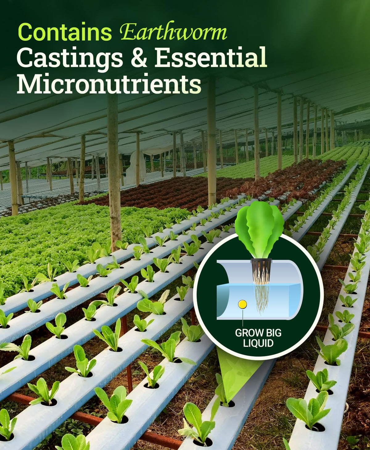 FoxFarm Grow Big Hydroponic healthy green plants in a vegetative stage
