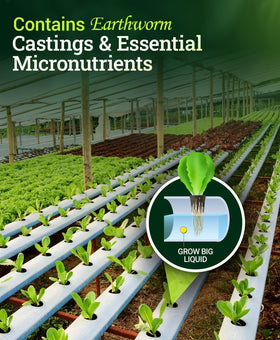 FoxFarm Grow Big Hydroponic healthy green plants in a vegetative stage