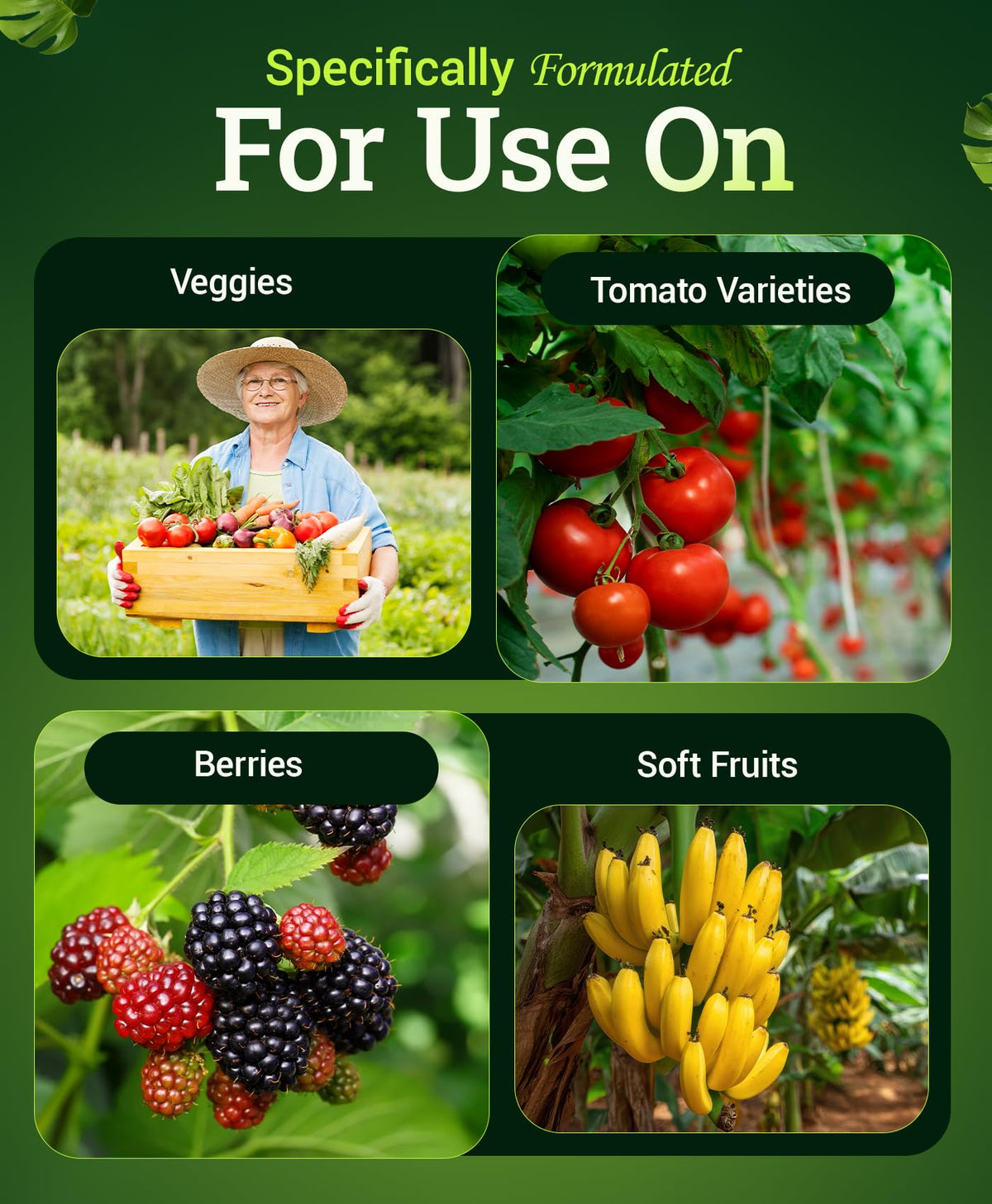 FoxFarm Happy Frog healthy tomato plants benefiting from robust feeding