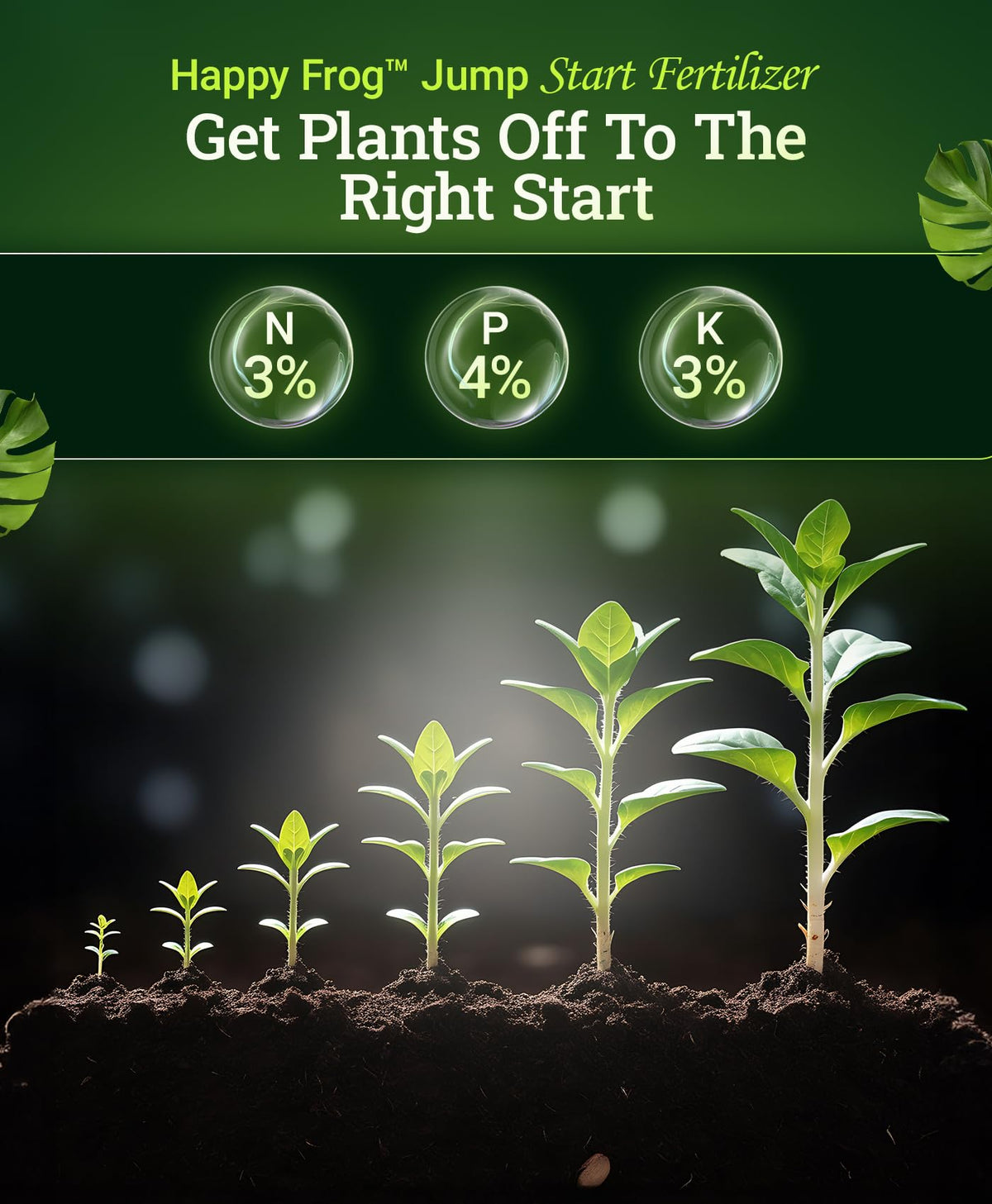 FoxFarm Jump Start aiding seedling transplant for early establishment