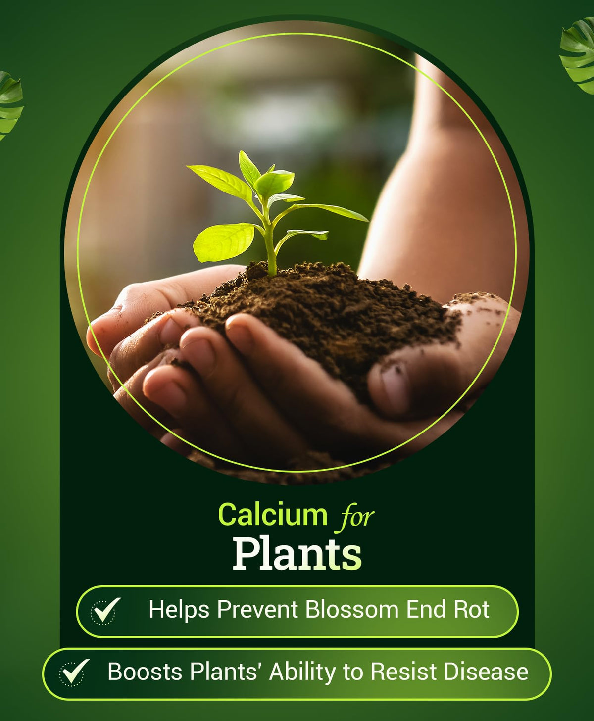 FoxFarm Happy Frog vegetable garden application in rows or containers