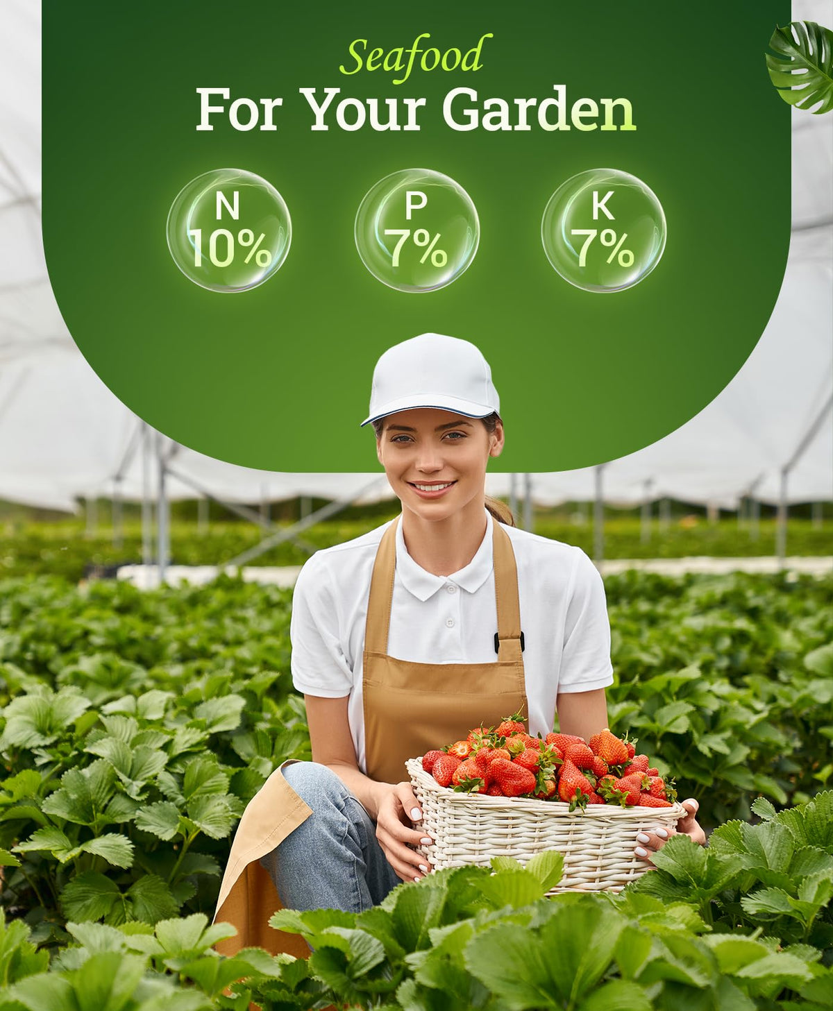 FoxFarm Marine Cuisine rose bloom nourishment demonstrates slow release feeding for vibrant petals.