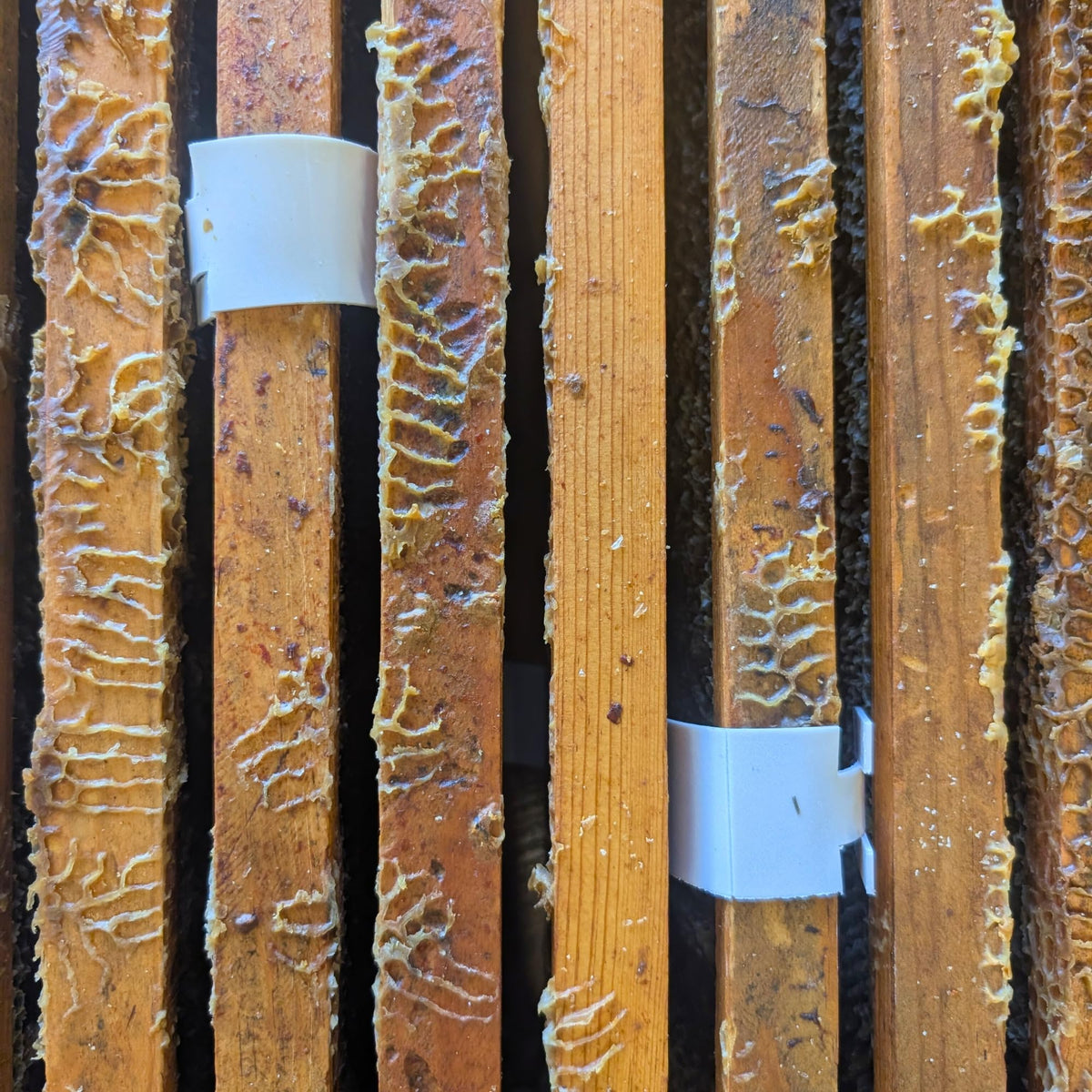 Foxhound Bee Company Apivar 2.0 strip close-up showing mite drop effect