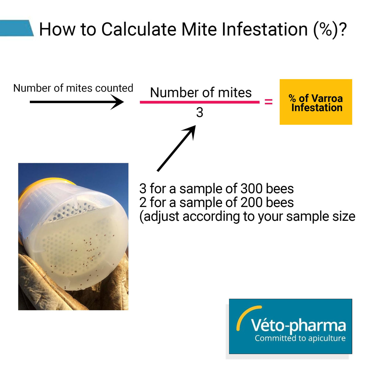 Foxhound Bee Varroa Easy Check demonstrates alcohol wash use for mite testing in the field.