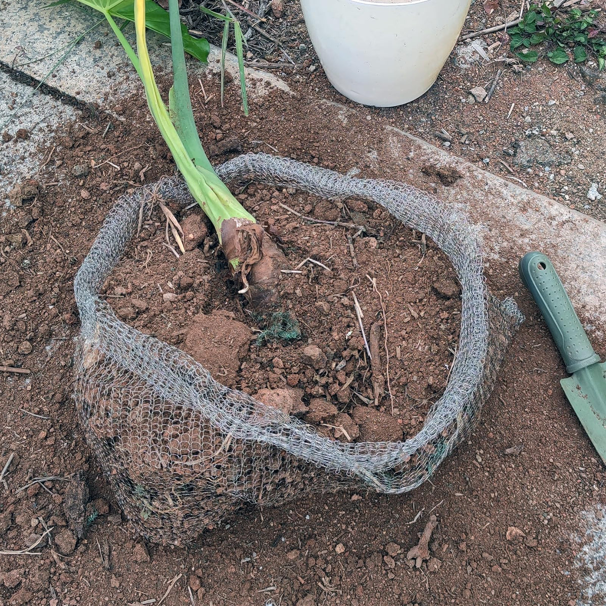 Foyego fruit tree and vegetable root protection shields roots from animals