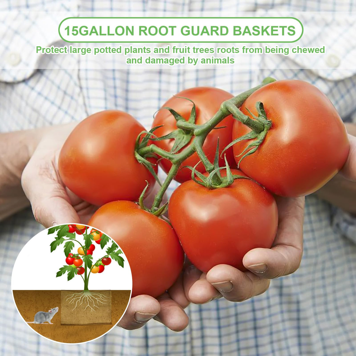 Foyego plant root basket installation step around a root ball