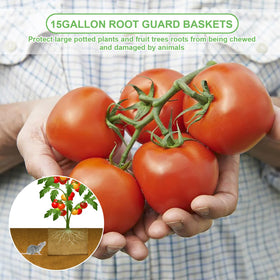 Foyego plant root basket installation step around a root ball