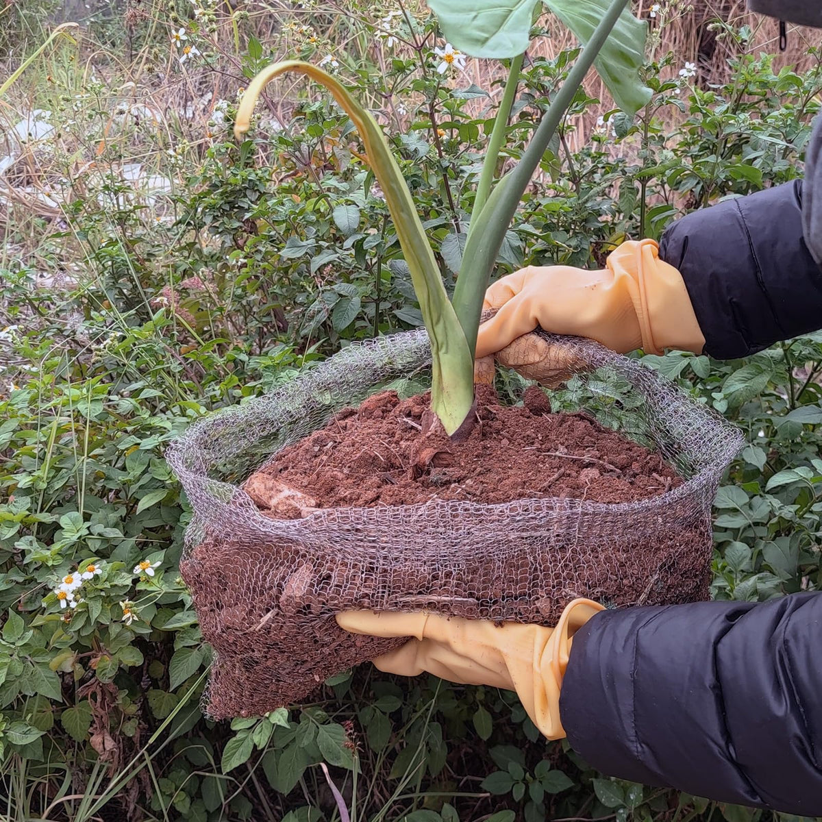 Foyego wide-coverage basket demonstrating versatile use across plants
