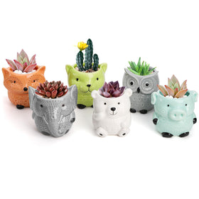 Frcctre six-pack planters accommodate succulents, cacti, and herbs in compact spaces.