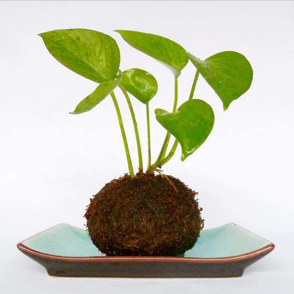FRECI decorative moss pot elevates bonsai displays and nursery projects