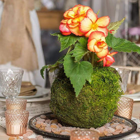 FRECI green moss pot enhances home garden with low-maintenance charm