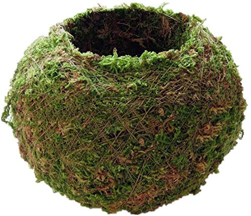 FRECI moss ball pot showcases natural material for bonsai display and home decor