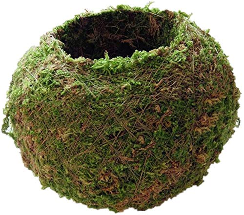 FRECI moss pot hanging design suits indoor or outdoor use