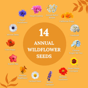 Fast-blooming annuals provide quick color from early summer.