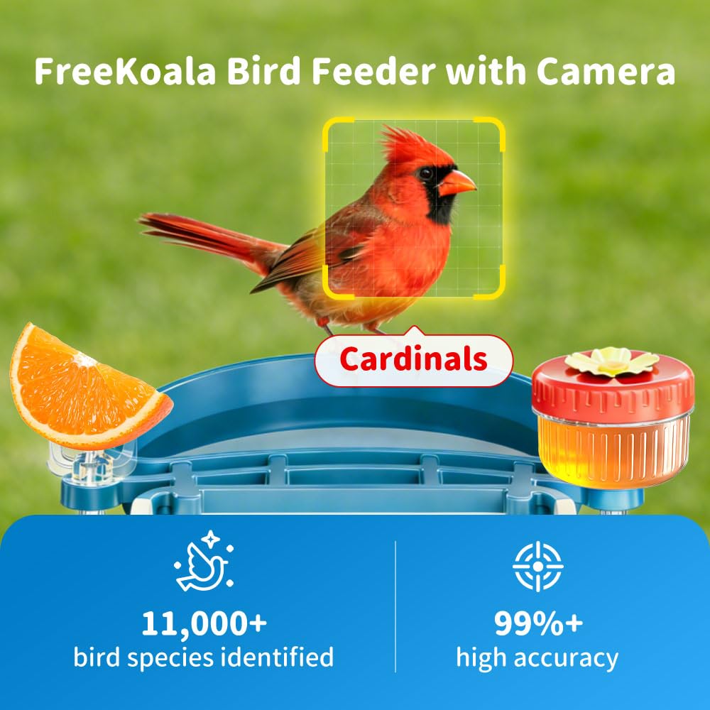 FreeKoala Bird Feeder Camera 4K video highlights feather detail and bird behavior.