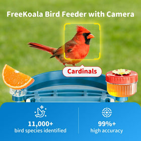 FreeKoala Bird Feeder Camera 4K video highlights feather detail and bird behavior.