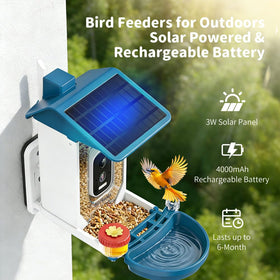 FreeKoala Camera captures hummingbirds sipping nectar in soft morning light.