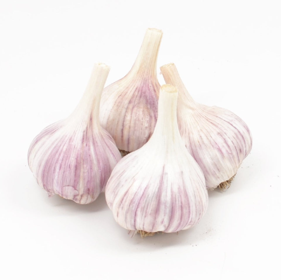 Fresh Garlic Chesnok Red bulbs for fall planting and homegrown flavor.
