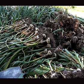 Fresh Garlic Chesnok Red hard-neck bulbs showcase robust flavor potential for your garden.