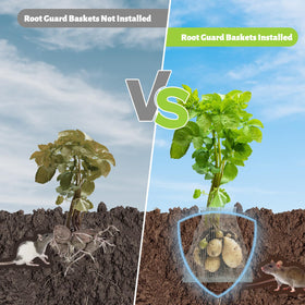 Froidesente plants protected setup demonstrates safe burial of baskets with soil