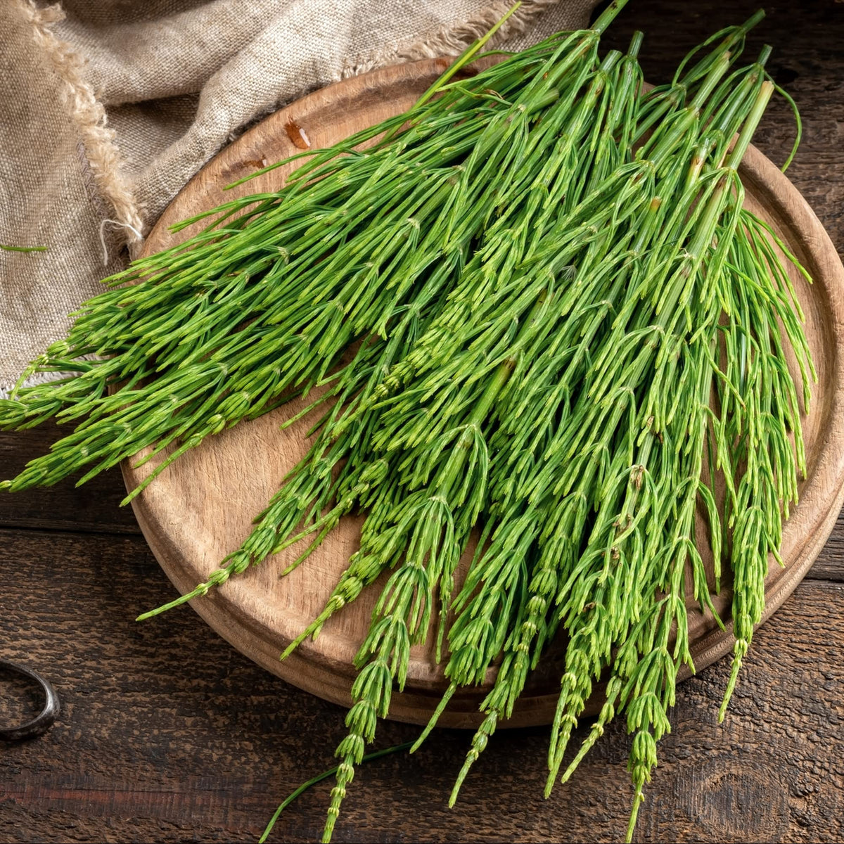 Frontier Co-op horsetail close-up showing silica-rich texture.