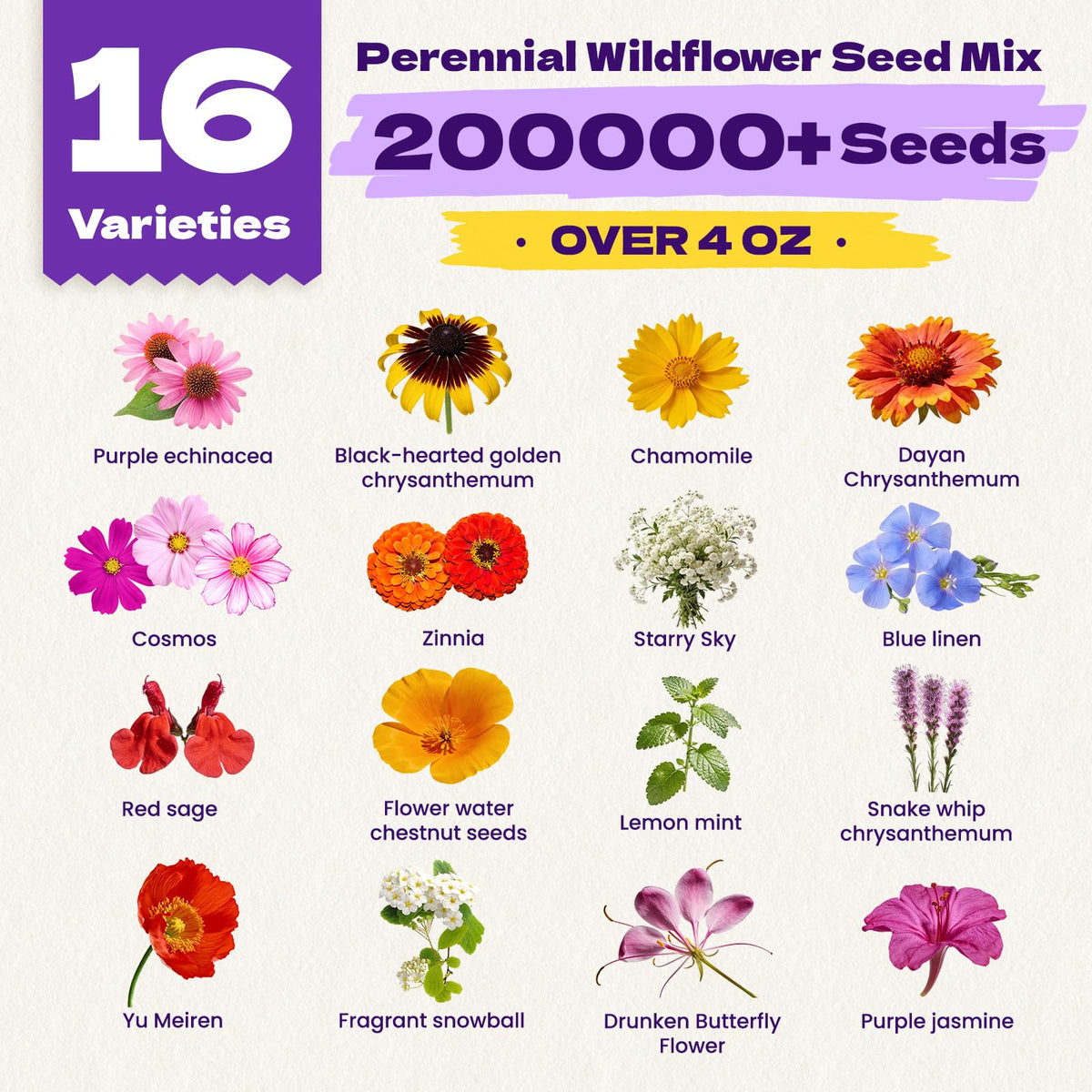 Fruivity 16-varieties wildflower meadow blend; creates colorful borders that attract bees and butterflies.