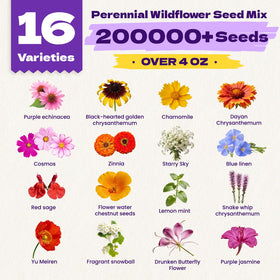 Fruivity 16-varieties wildflower meadow blend; creates colorful borders that attract bees and butterflies.