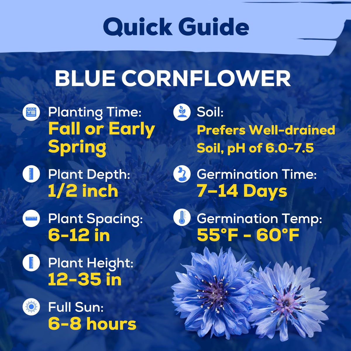 Fruivity blue bachelor button grows tall with sturdy stems, ideal for cutting and showy borders