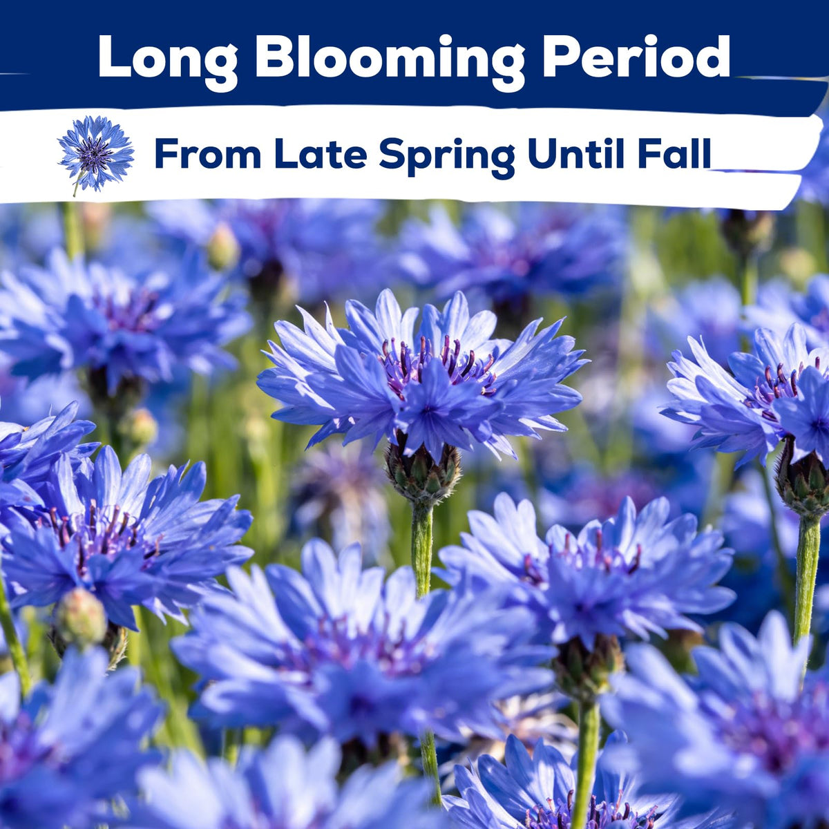Fruivity drought-tolerant blooms provide long-lasting color from early to late summer