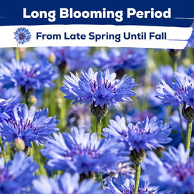 Fruivity drought-tolerant blooms provide long-lasting color from early to late summer