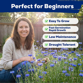 Fruivity cornflower seeds ready-to-plant in full sun deliver reliable sprouting in seven to ten days
