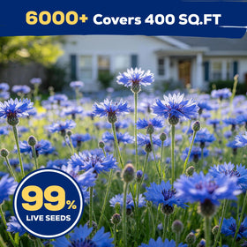 Fruivity perennials support pollinators, inviting bees and butterflies to visit your outdoor space