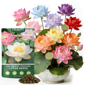 Fruivity 60 seeds bowl mix ready for water planting to grow ornamental lotus blooms