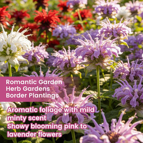 Fruivity bee balm seeds continuous-bloom provides long-lasting summer color