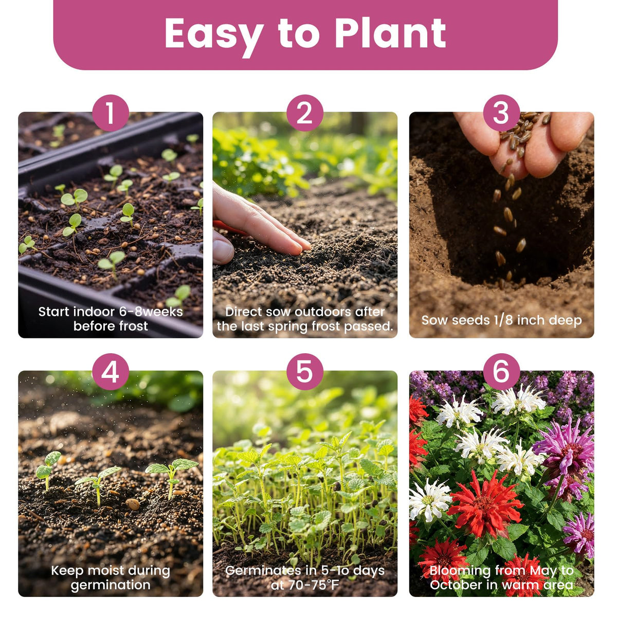 Fruivity bee balm seeds gift-pack presents garden joy for plant lovers