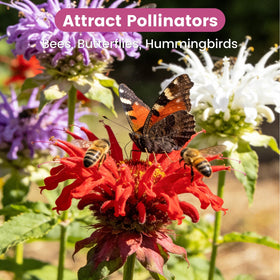 Fruivity bee balm seeds herb-garden-use enables fresh teas and bouquets