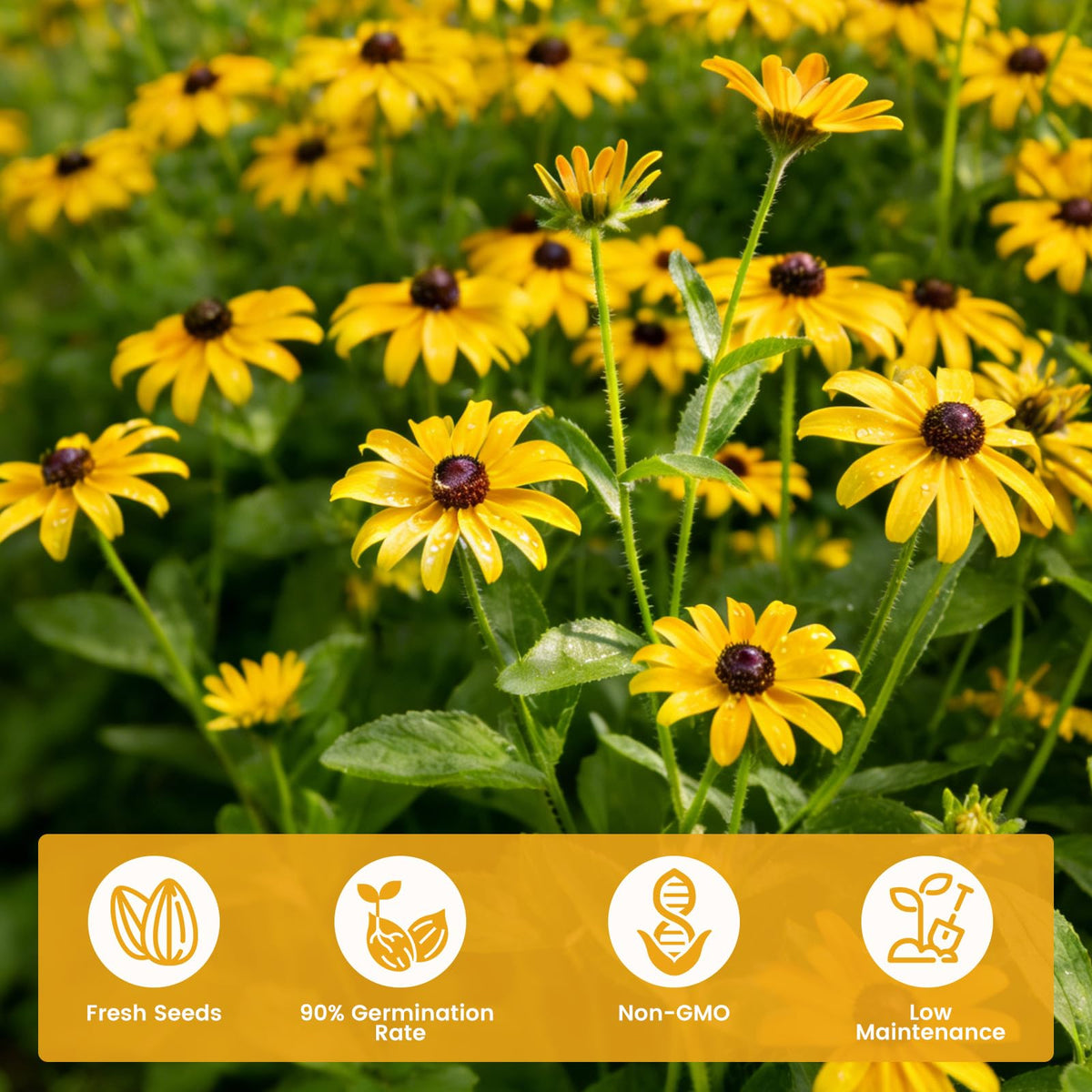 Fruivity border garden planting with blackeyed-susan seeds for sunny borders.
