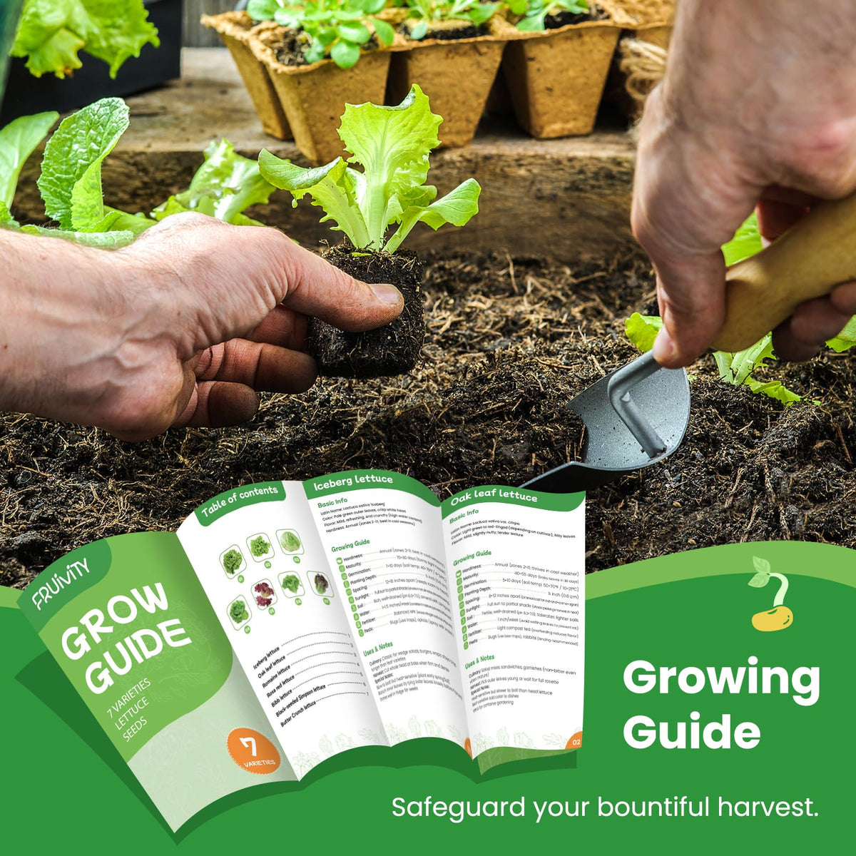 Fruivity butter crunch lettuce seeds for crisp garden greens