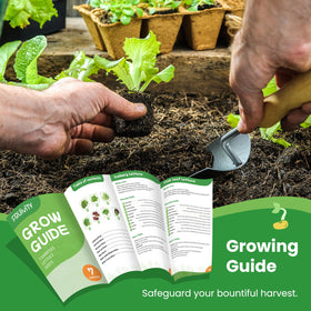 Fruivity butter crunch lettuce seeds for crisp garden greens