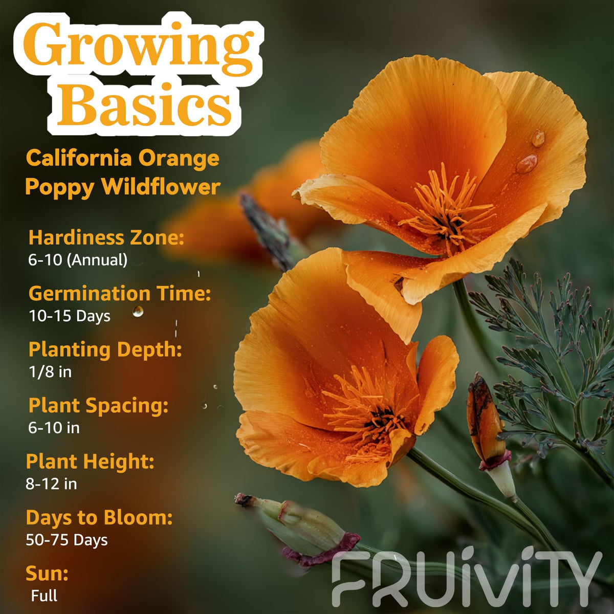 Fruivity California Poppy blooms close-up showing vibrant orange flowers