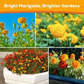 Fruivity Petite French Marigold seeds in containers show easy balcony gardening.