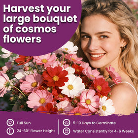 Fruivity Cosmos Seeds Mix is open-pollinated and non-GMO for garden diversity.