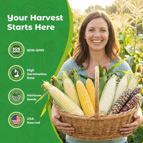 Fruivity Cream Sweet Corn seeds close-up for reliable germination in home gardens.