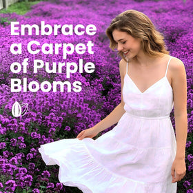 Fruivity creeping thyme seeds drought-tolerant and low-water for dry soils.
