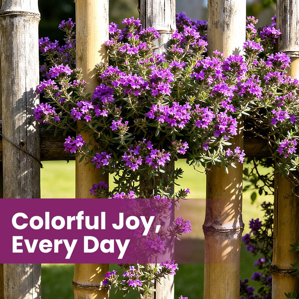 Fruivity creeping thyme seeds full-sun, well-drained soil for steady growth.