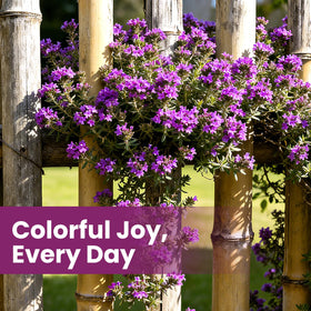 Fruivity creeping thyme seeds full-sun, well-drained soil for steady growth.