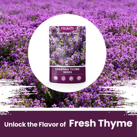Fruivity creeping thyme seeds ground-cover-mat forms a fragrant living lawn.